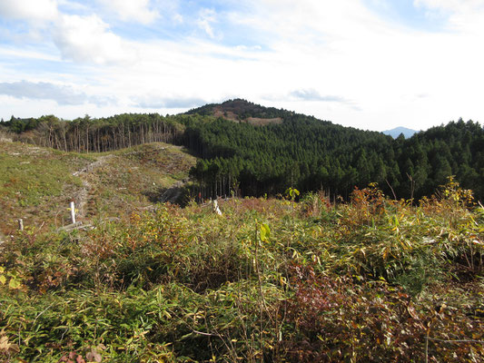 しかし！　その伐採のおかげで、回り込んだ下山路からさきほどの竪破山山頂部がすっきりと見通せたのにはありがたかった　山頂部の褐色系に見える部分がブナなどの混生林