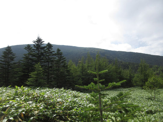 空は曇天になっているが、雨の心配はなさそう　峠から見た正面の広い山体の山を明日、下ることになるとはその時は気づいていなかった