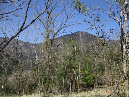 目を転じれば向こうにはロープウェイの軌道がくっきりとした身延山がおわす場所