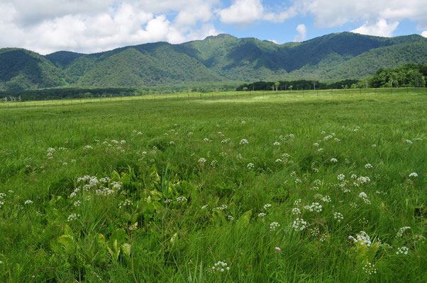 夏の尾瀬ヶ原の花畑も、遠く見えるシカ柵があればこそ…