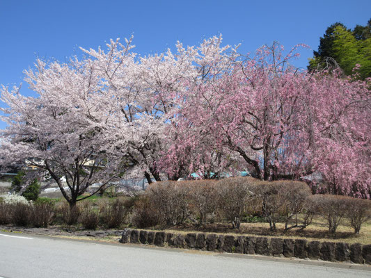そこの枝垂れ桜も満開