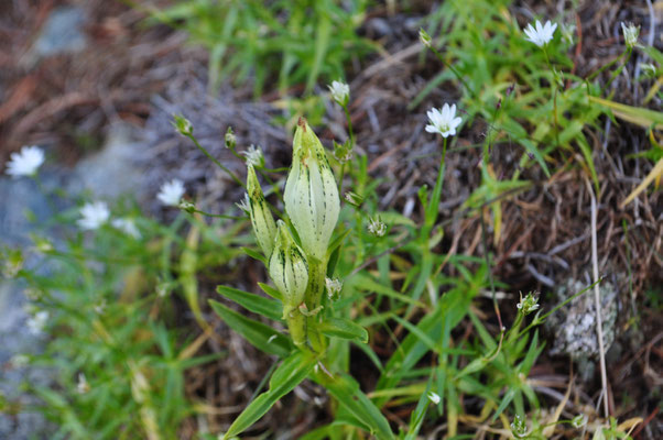 トウヤクリンドウ　好きな花の一つです　秋を感じます