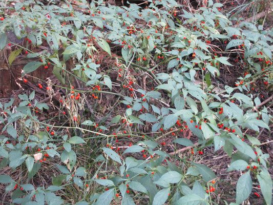 杉の植林下には沢山のハダカホウズキが赤い実をつけていた