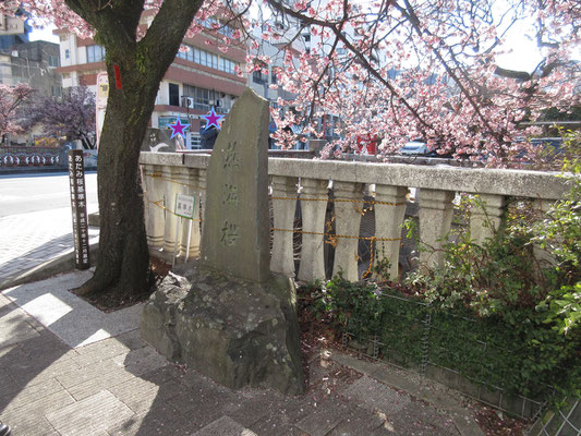 この地点が基準木とのこと　河津桜が有名だが、ここでは「熱海桜」