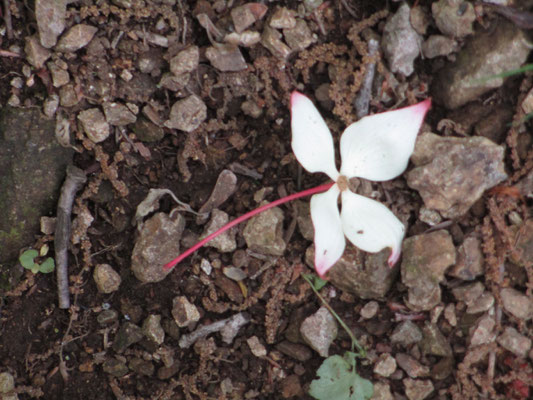 ピンクにほんのり染まったヤマボウシの落花