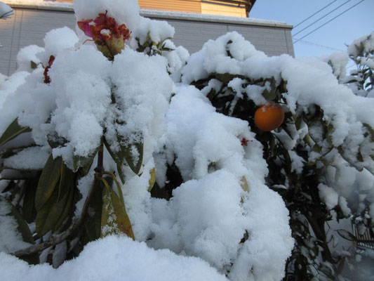 こちらのお宅のシャクナゲはもう蕾がほころび始めていたが、雪でビックリだろう