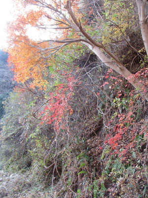 林道沿いでも紅葉が美しい