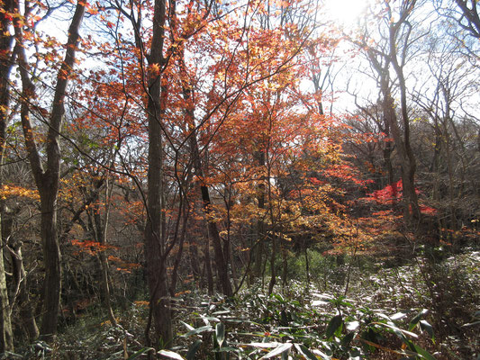 笹原と紅葉の道を行く　低山とは思えない雰囲気