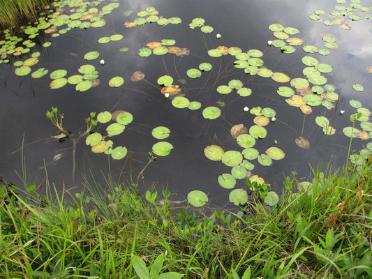 水面の葉は一枚一枚、水底から細い紐のような茎につながっているのが分かります