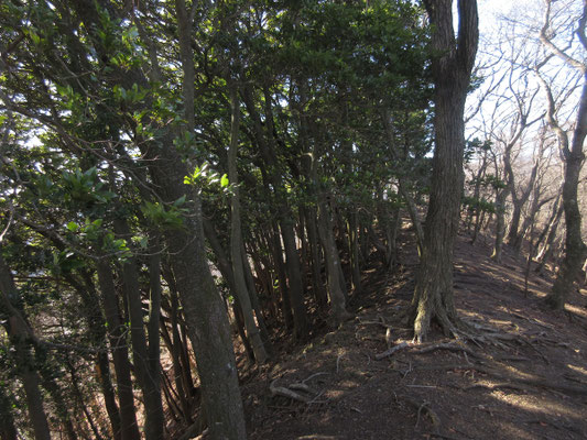 この場所だけにタブが群生している