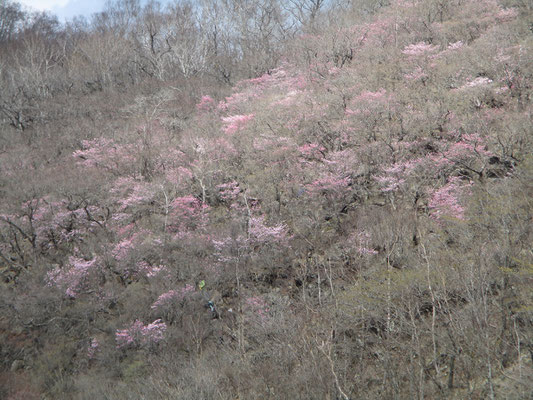 駐車場まで戻る　峠付近のアカヤシオが見頃