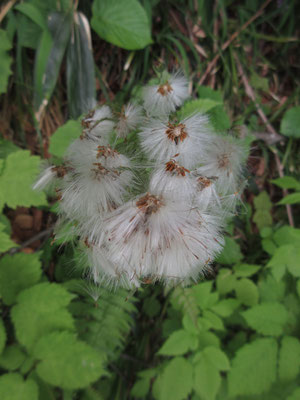 綿毛になっているフキの花