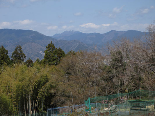 こちらは目立つピーク　三頭山