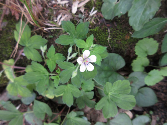 そこに咲いていたゲンノショウコ　この花を見ると秋かな〜と思う