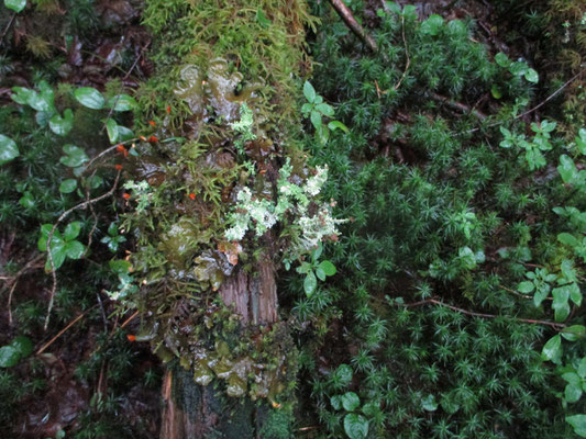 苔も生き生き　