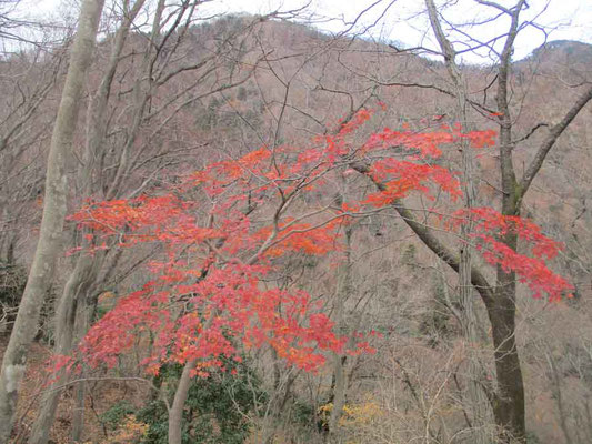 ひときは目を引く紅葉