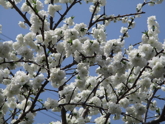 これは白い桃の花？