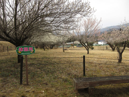 着いた最初の福寿草園　曇天で福寿草パラボナアンテナもまだ全開にはならない