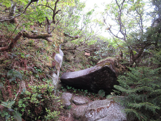 1550ｍ付近　上の方が明るくなっている　樹林限界を超えそうな感じ