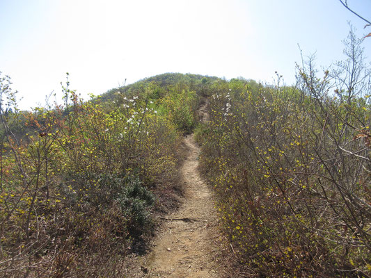 それを越すとこんな風にまた見晴らしが良くなる　登山道脇を白いタムシバが彩る