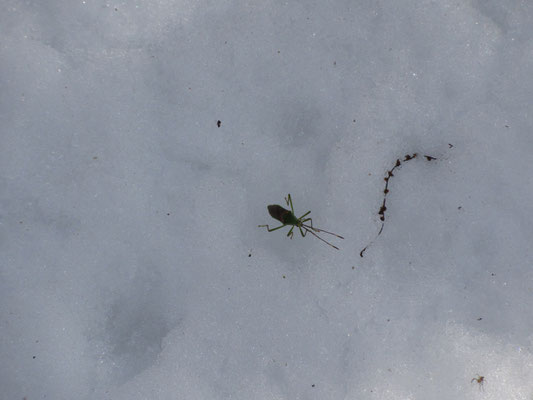 雪の上にジッと動かない昆虫