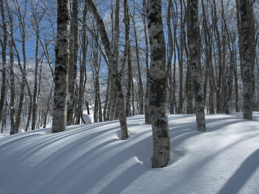 ふっくらとした雪、ブナの木立、そしてその陰影の美しさ