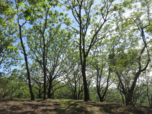 この山はクルミ山だった!
