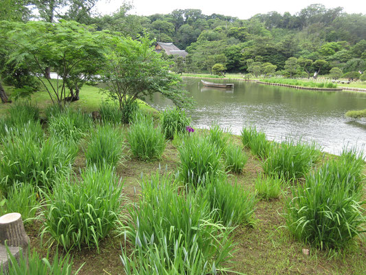 帰りは大池の縁を東側から巡って花菖蒲のエリアに出る　見頃はこれから