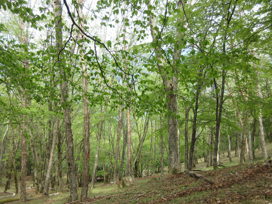 樹林5