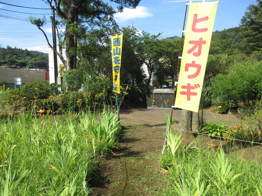 場内のヒオウギ田圃