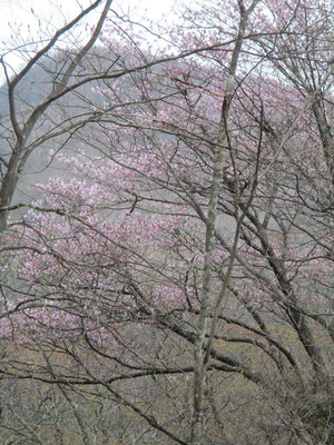 背景のいびつな山は大入道　これから一端下って再びあの山に登り返します