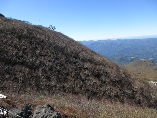 途中の山肌を埋めるダケカンバ　すでに葉が落ち、白い幹と枝が同じ方向になびくように林立している様子は、とても美しい　冬の日本海側からの風雪に耐え、背丈も低く、みんなで頑張っているような姿に見える