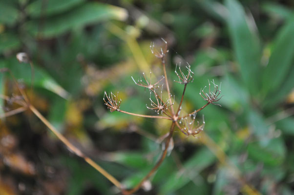 枯れた植物1　ツリガネニンジンか？