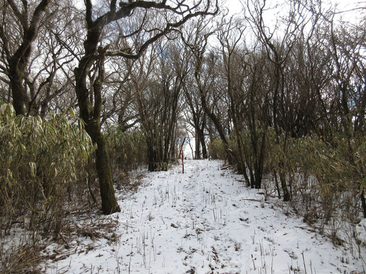 ここを登りきれば、やっと三国山山頂