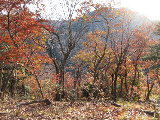 下山でも美しい紅葉を堪能