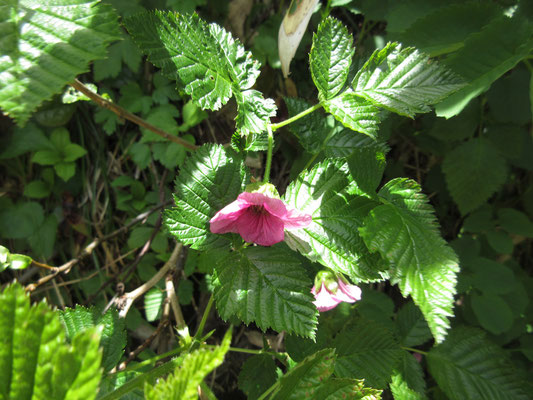 これはベニバナイチゴの花か？　同じく2020年6月の秋田駒ヶ岳で見たことを思い出す