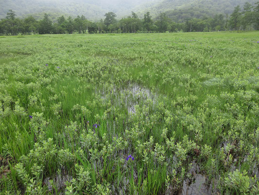 小雨だからこその、なんとも言えないしっとりとした湿原、池塘の眺め