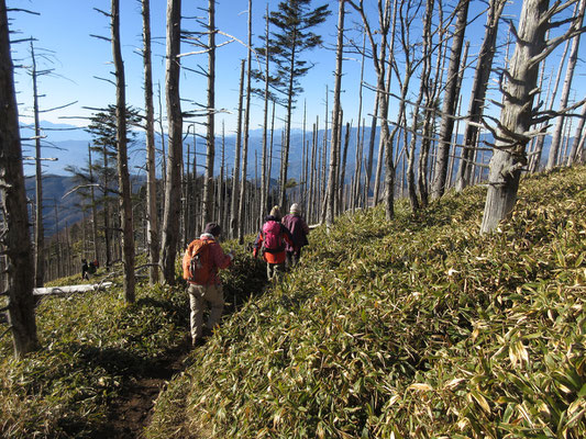 そして立ち枯れの笹原を下山