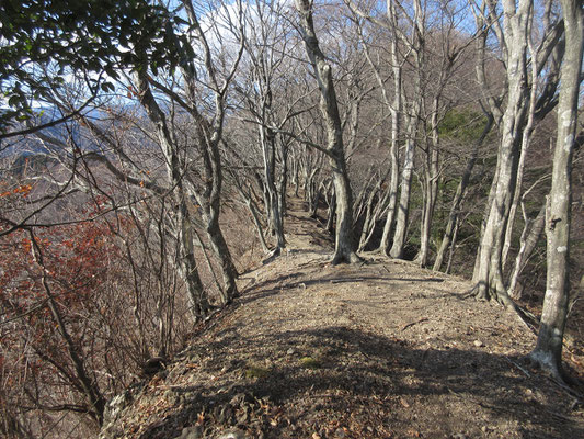 両側が切れ落ちている尾根　気が抜けないが自然林が多いので、春や秋の美しさは格別だ