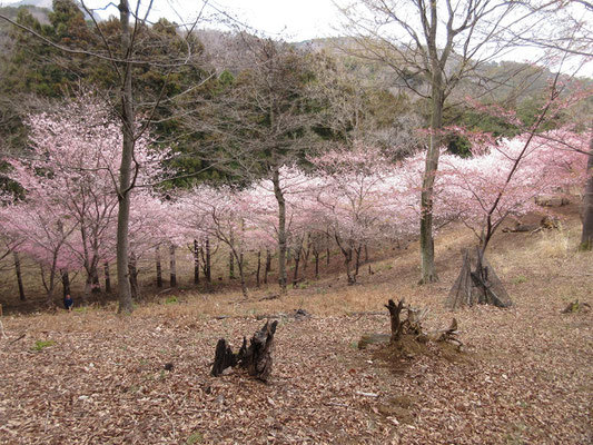 とてもきれいな桜におもいがけず出会え、大満足の花巡りの一日でした