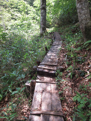 ずっと木道が続く山道