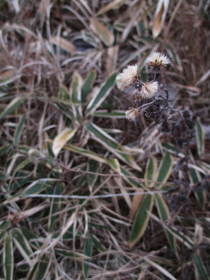 美しい枯れた花というか花の種というか…　