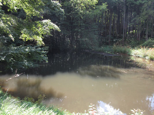 しばらく舗装林道を下ると、溜池に出くわす　その前の登山道で小さなカエルに２回出くわした　どうしてだろう？と思ったが、この溜池周辺で育ったのかも