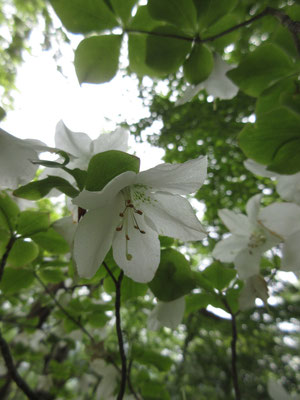 純白の花が美しい