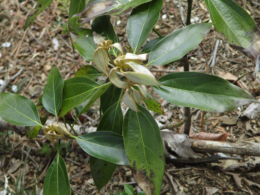 シロダモの新芽　新芽を触ると、夢見心地のベルベットの手触り！