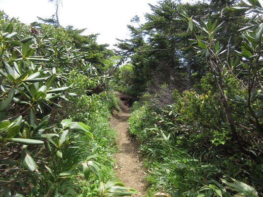 今回の登山道はあらかたこんな雰囲気　ぼうぼうの中を行き、暑いし見通しもきかない