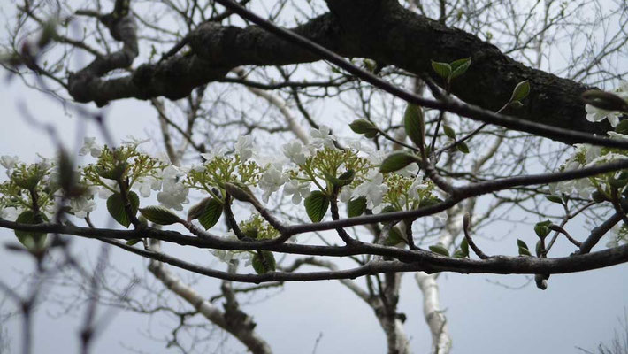 逆光の花