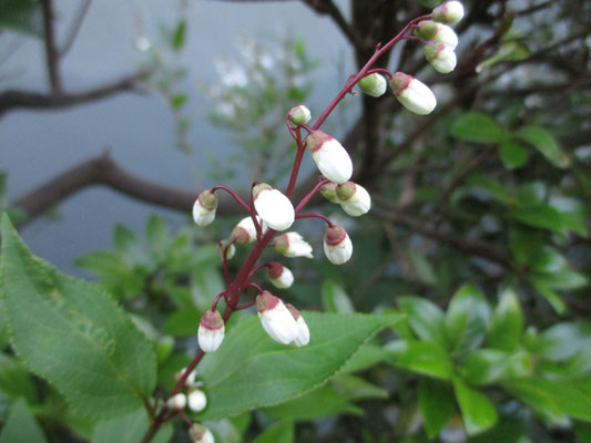 蕾の可憐さ！　庭木に植えたくなる気持ちがわかるよう