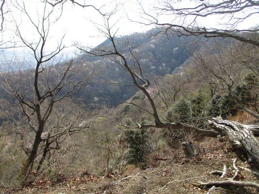 もうひと頑張りで華厳山山頂、という付近から荻野高取山の北尾根を眺める　下山はあの美しい尾根を下り、こんどは今登ってきたこちら側の桜鑑賞だ