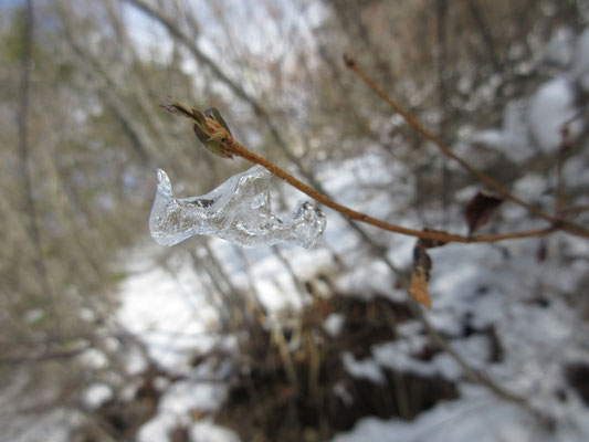 キツツキがとまったように見える小枝の氷